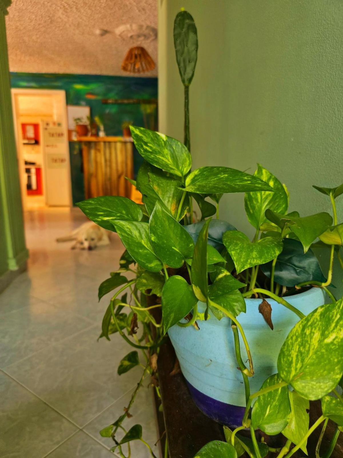 Tatami Hostel 부카라망가 외부 사진